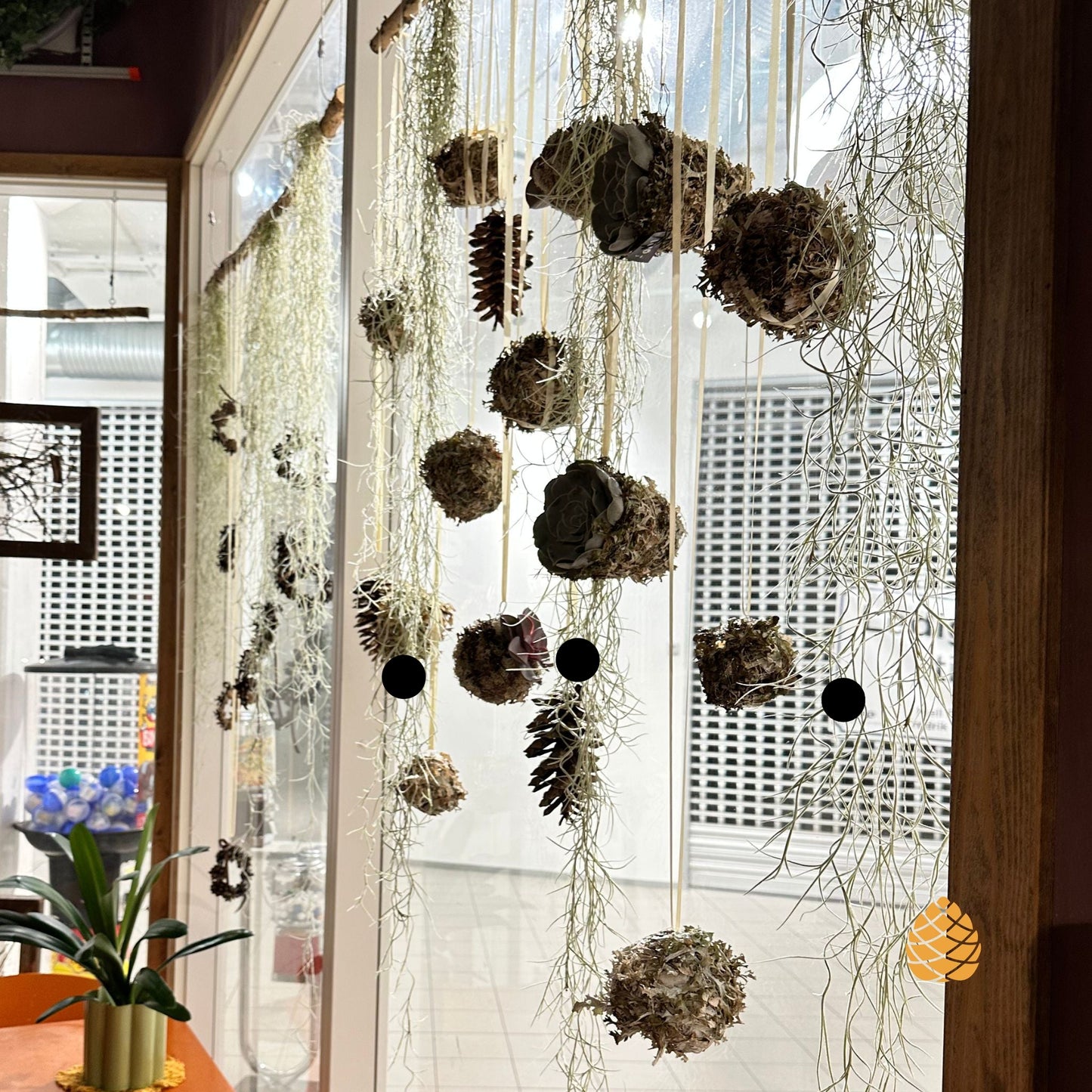 Et autentisk bilde hvor tillandsia har blitt brukt i et eksisterende miljø. Her ses hvor mye det er i en plante.På bildet ses 3 stk på nærmeste oppheng, markert med sort prikk