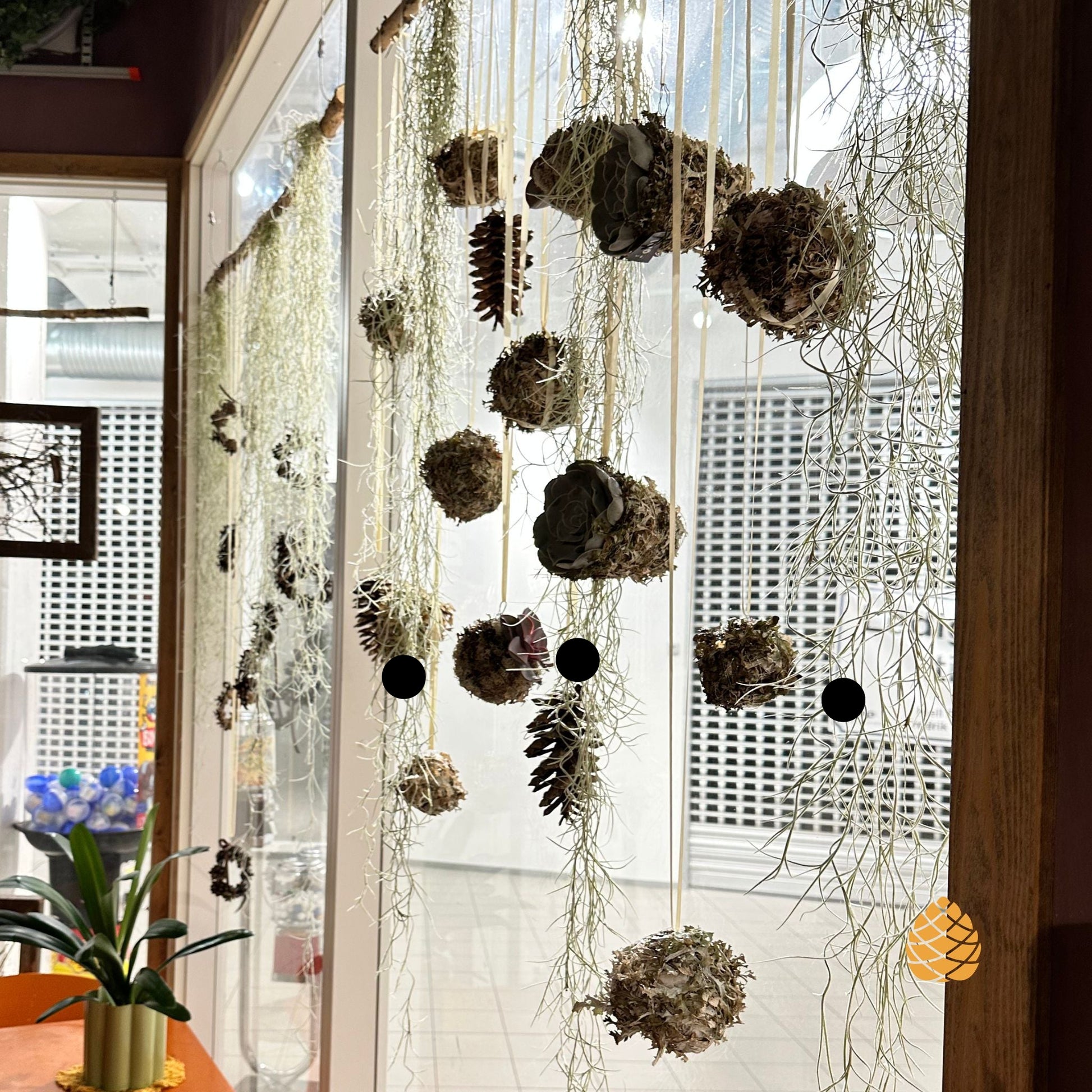 Et autentisk bilde hvor tillandsia har blitt brukt i et eksisterende miljø. Her ses hvor mye det er i en plante.På bildet ses 3 stk på nærmeste oppheng, markert med sort prikk